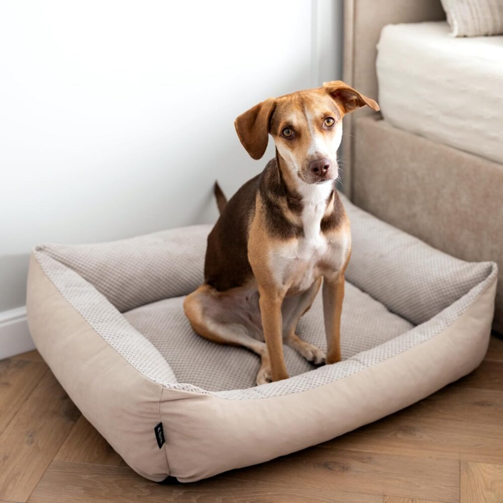 Teo Kuscheliges Hundebett – Flauschiges Hundekissen & Hundesofa mit Waschbarem Bezug für Mittelgroße Hunde (60x40 cm, Beige) – Bild 2