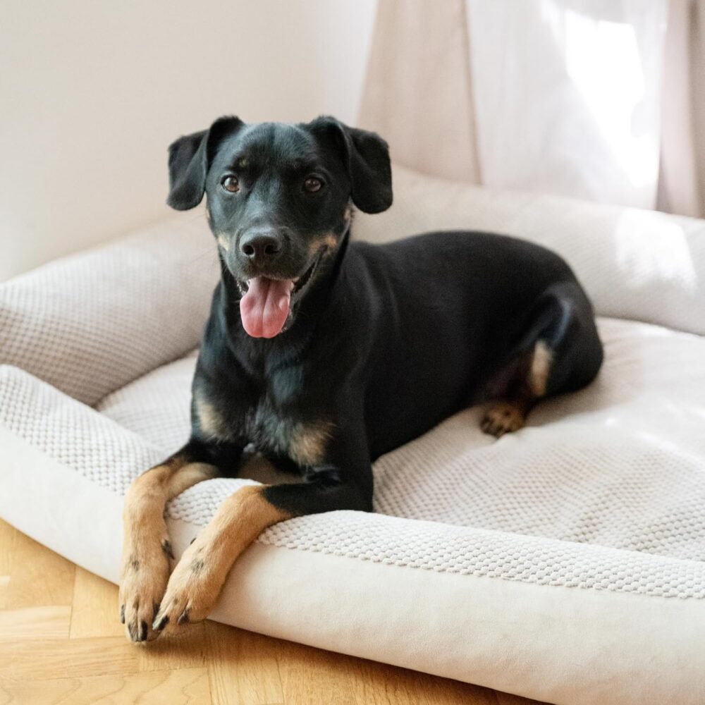 Teo Kuscheliges Hundebett – Flauschiges Hundekissen & Hundesofa mit Waschbarem Bezug für Mittelgroße Hunde (60x40 cm, Beige) – Bild 5