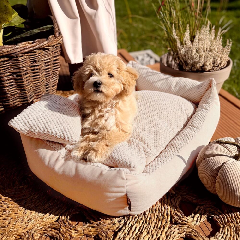Teo Kuscheliges Hundebett – Flauschiges Hundekissen & Hundesofa mit Waschbarem Bezug für Mittelgroße Hunde (60x40 cm, Beige) – Bild 7